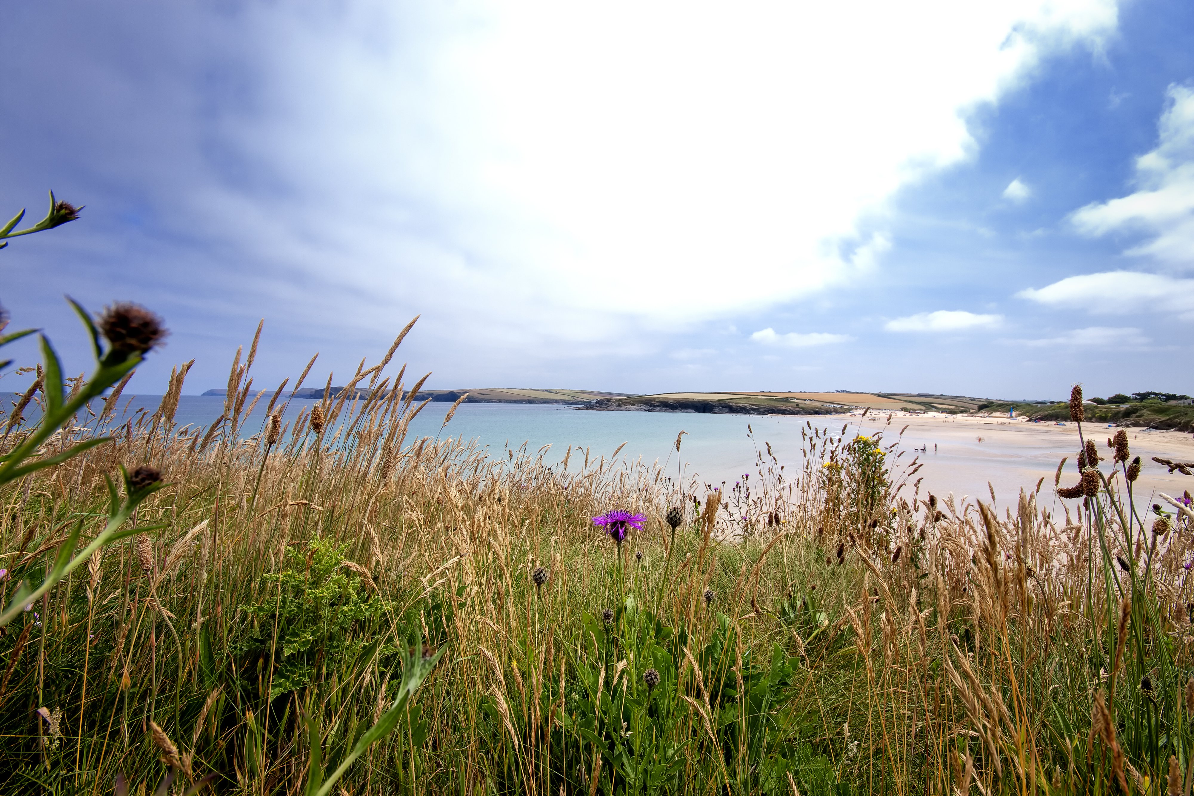 Küstenlandschaft mit Gräsern und Strand